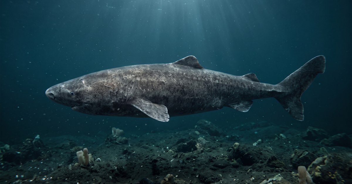 Greenland shark illustrated swimming above the Arctic seafloor with its blunt snout and mottled gray skin visible