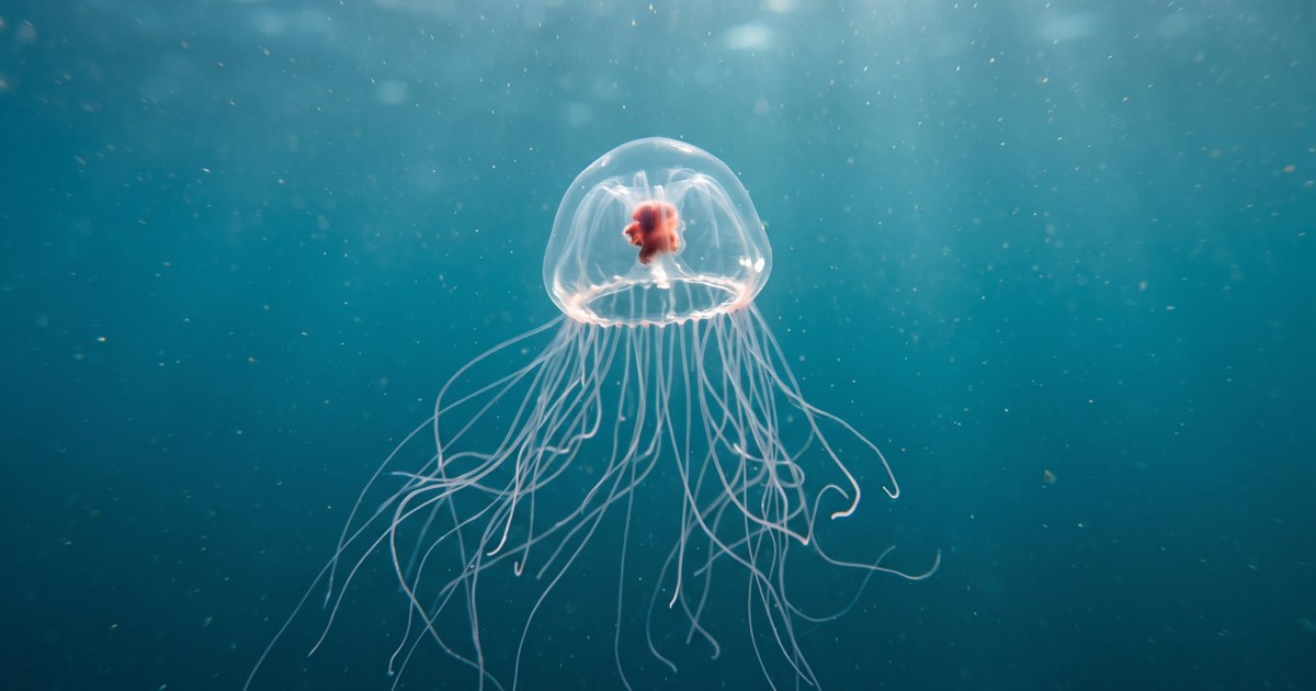 Illustrated Turritopsis dohrnii jellyfish with a translucent bell, reddish central stomach and fine tentacles