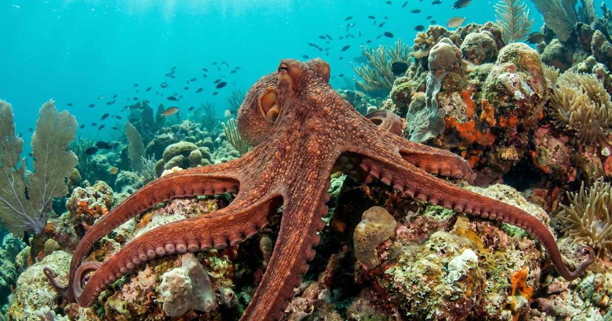 An octopus spreading its arms over a rocky ocean reef