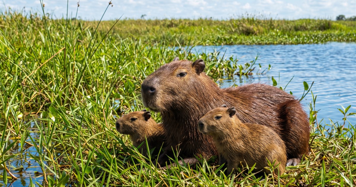 Capybaras resting beside a wetland pond