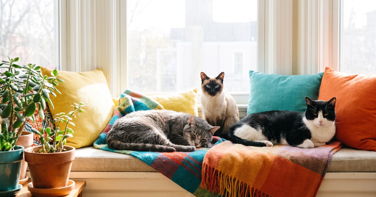 A grey tabby, Siamese and black-and-white cat resting on a window bench
